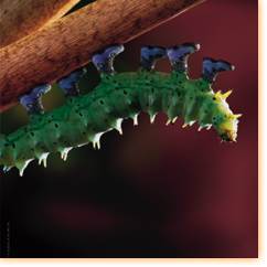 Jean & Monmarin / Aigle